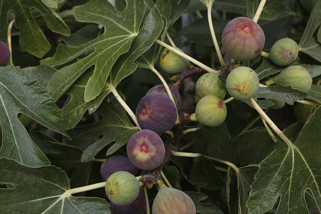 Figs