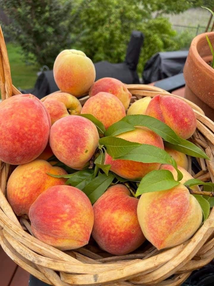 Peaches